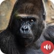 gorilla geluiden
