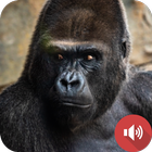 Gorilla Sounds icon