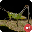 Katydid Sounds