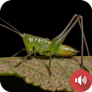 Katydid âm thanh APK