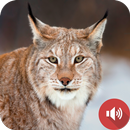 Lynx Sounds APK
