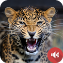 표범 소리 APK