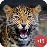 Leopardengeräusche Zeichen