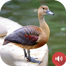 Lesser Whistling Duck Sounds APK