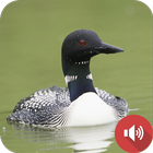 Loon Sounds icon