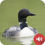 Loon Sounds ícone