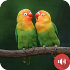 أصوات طيور الحب أيقونة