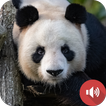 Panda Sounds