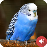 Parakeet Sounds