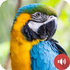 Parrot Sounds icon