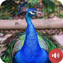 Pauwgeluiden-APK