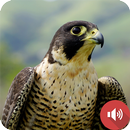 أصوات الشاهين APK