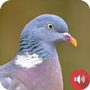APK صداهای کبوتر