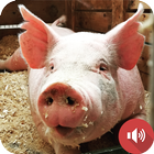 Schwein klingt Zeichen