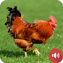 أصوات طيور الغابة الحمراء APK