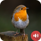 Robin Sounds biểu tượng
