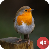 Robin Sounds آئیکن