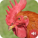APK صدای خروس
