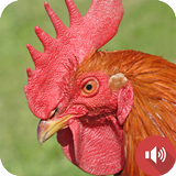 Rooster Sounds