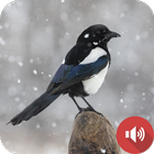 Stone Magpie Sounds icon