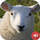 sons de mouton