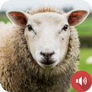 أصوات الأغنام APK