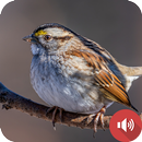 أصوات العصفور APK