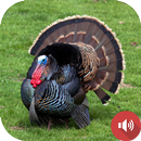 Turkey Sounds APK