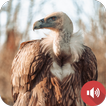 Vulture Sounds