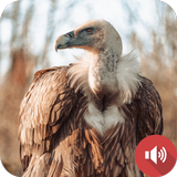 Vulture Sounds-icoon