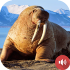 Walrus Sounds icon