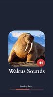Walrus Sounds poster