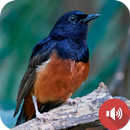 White-rumped Shama Sounds APK