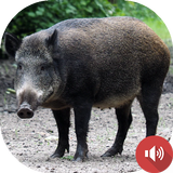 Wild Boar Sounds