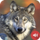 أصوات الذئب APK