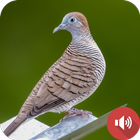 Zebra Dove Âm thanh biểu tượng