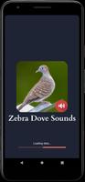 Zebra Dove Âm thanh bài đăng