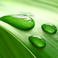 Drops LiveWallpaper lite