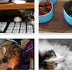 Cats APK