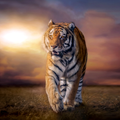 5D Tiger Live Wallpaper