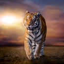 5D Tiger Live Wallpaper APK