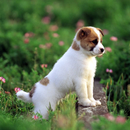 5D Cute Puppies Live Wallpaper APK