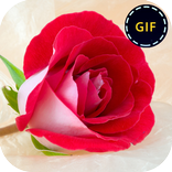 Rose Gif
