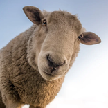 أصوات الحيوانات بالعربي