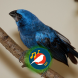 Azulaõ Cantando e Chamando