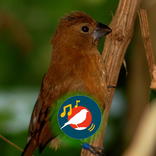 Azulaõ Fêmea Chamando