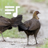 Female Red Junglefowl Calling