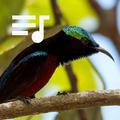 Suara Kolibri Ninja (Konin)