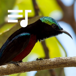 Suara Kolibri Ninja (Konin)