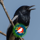 Suara Kacer Jernih HD